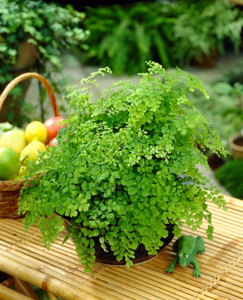 1 PIANTA DI ADIANTUM RADDIANUM FRAGRANS VASO 12CM PIANTA DA APPARTAMENTO