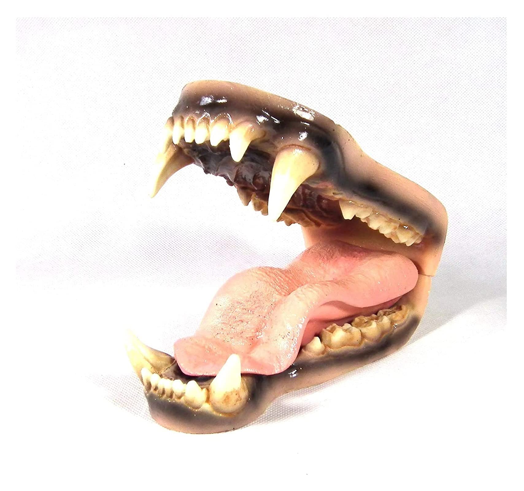 Amazon.co.jp: 医療モデル、シロクマ解剖モデルクマの歯モデル野生動物