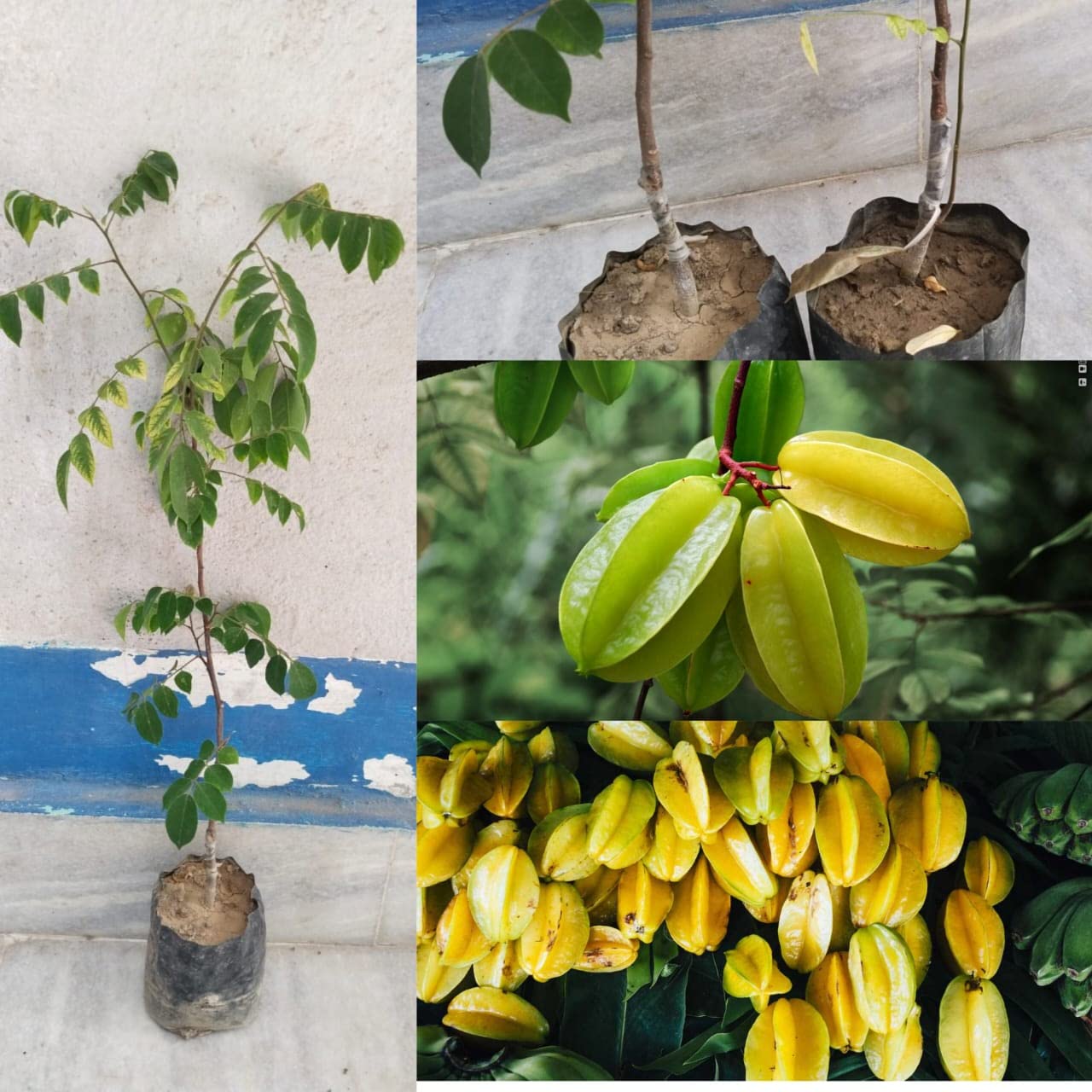 Natura GreenHouse Star Fruit Plant Live grafted (Plant Height 1-1.5 FT) Star Fruit Thai Sweet Variety Carambola Kamranga Amrak Grafted Live Plants & Tree(1.5-2 Ft Size) (B0BZKW6KM4) Amazon Price History, Amazon Price Tracker