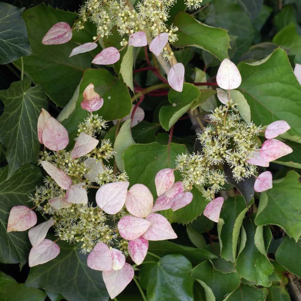 Schizophragma hydrangeoides 'Rose Sensation' - Beautiful Climbing Hydrangea with Stunning Pink Bracts, Ideal for Trellises and Walls, 3 Litre Pot by Thompson & Morgan