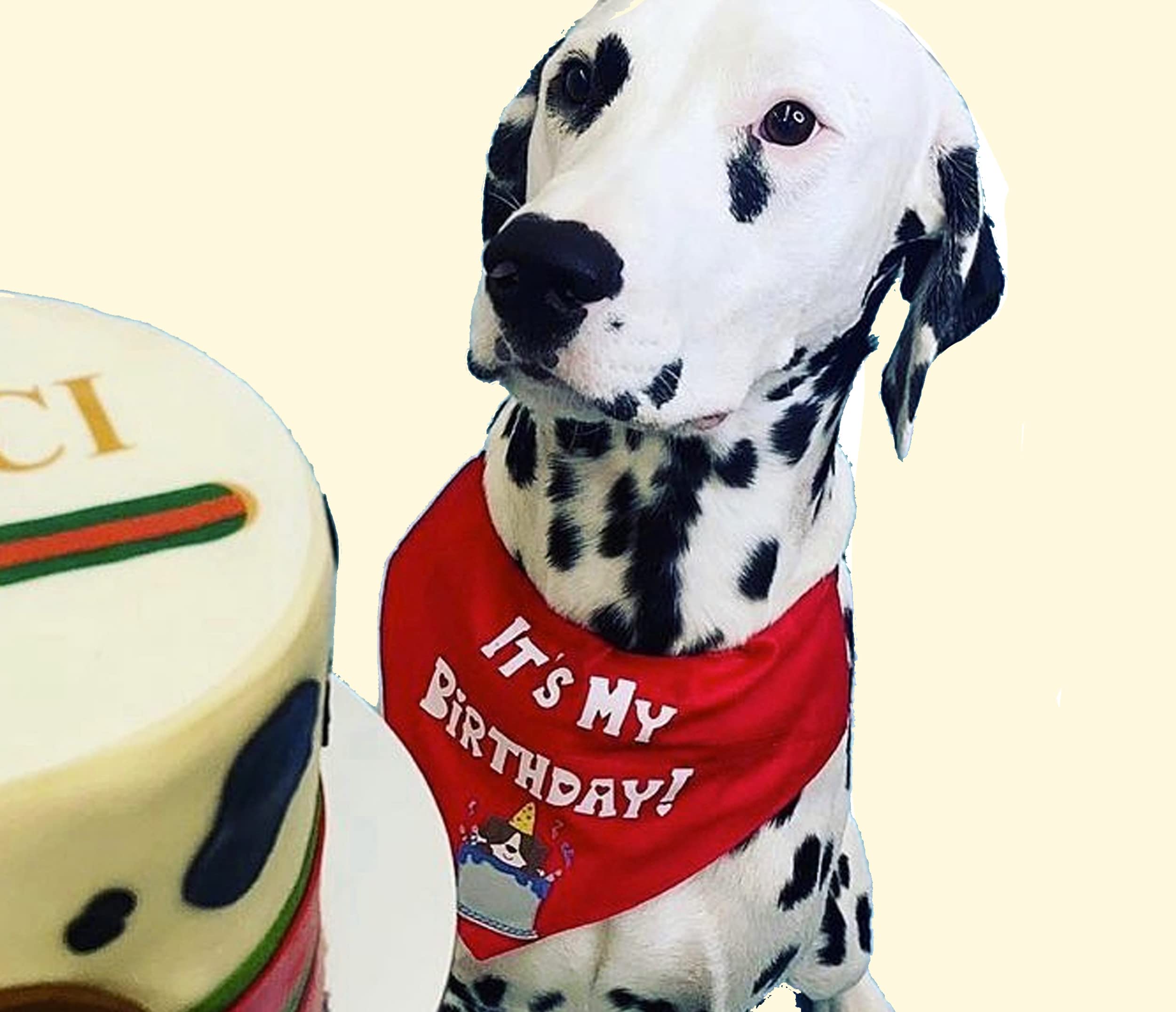 For The Fur Kids Its My Birthday Dog Bandana/Dog Birthday Dress (Multi-Coloured) (B099G7NJ8C) Amazon Price History, Amazon Price Tracker