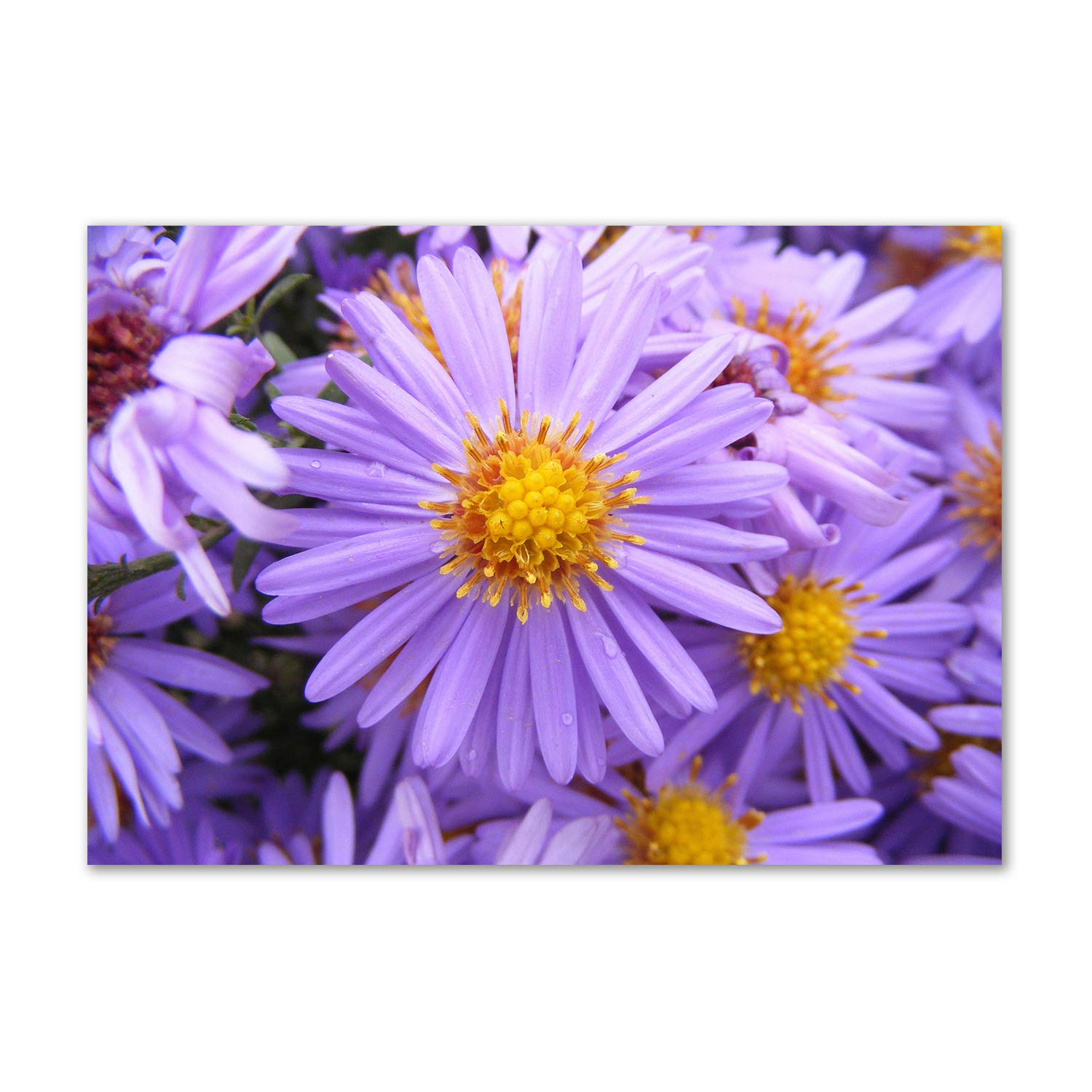 Déco murale en verre acrylique Tulup - Tableau premium Astra aux couleurs éclatantes