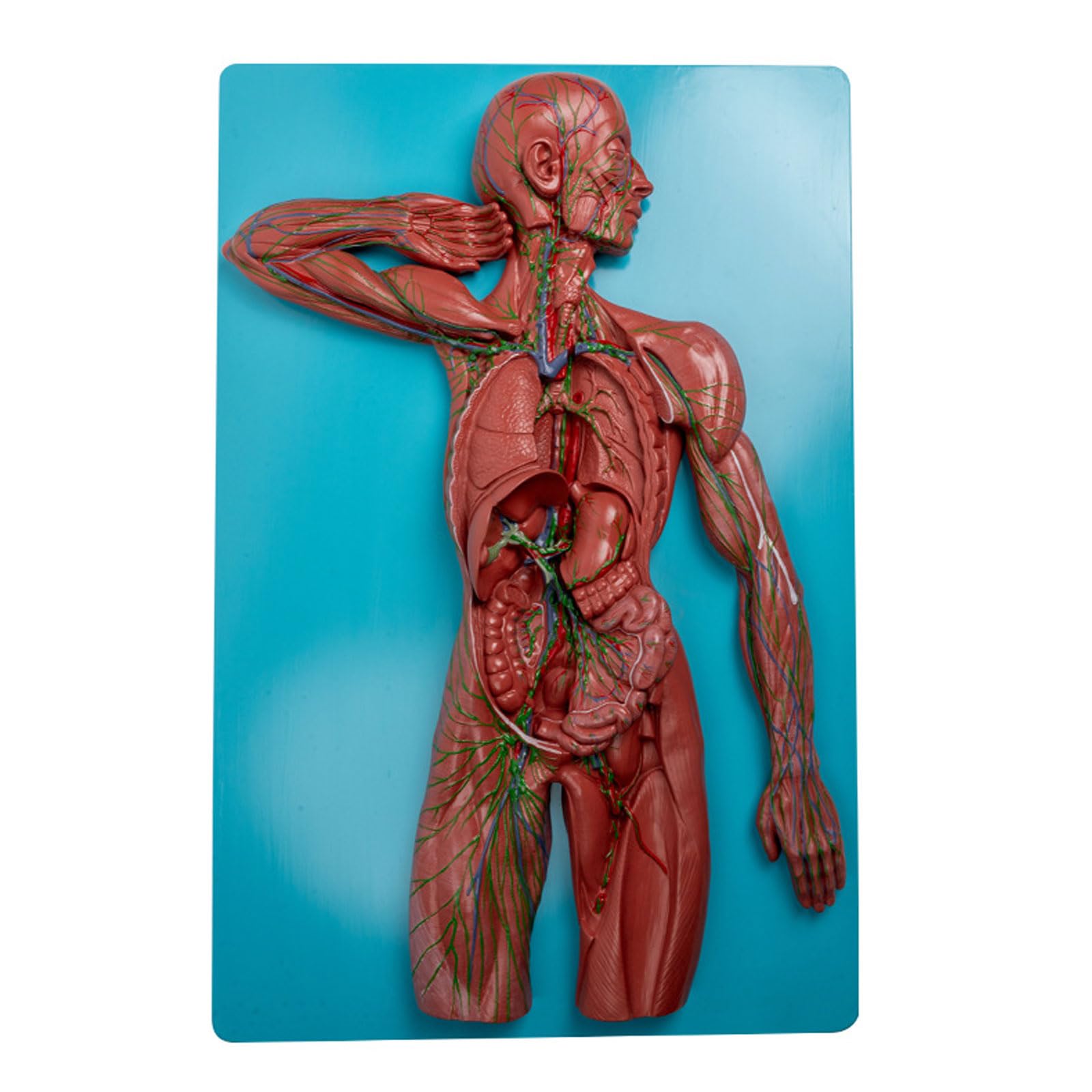 Modèle Anatomique Du Système Immunitaire Humain, Modèle D'Étude Du Système Lymphatique, Modèle D'Anatomie Des Organes Humains, Modèle Anatomique Du Système Immunitaire Pour L'Enseignement Des Sciences