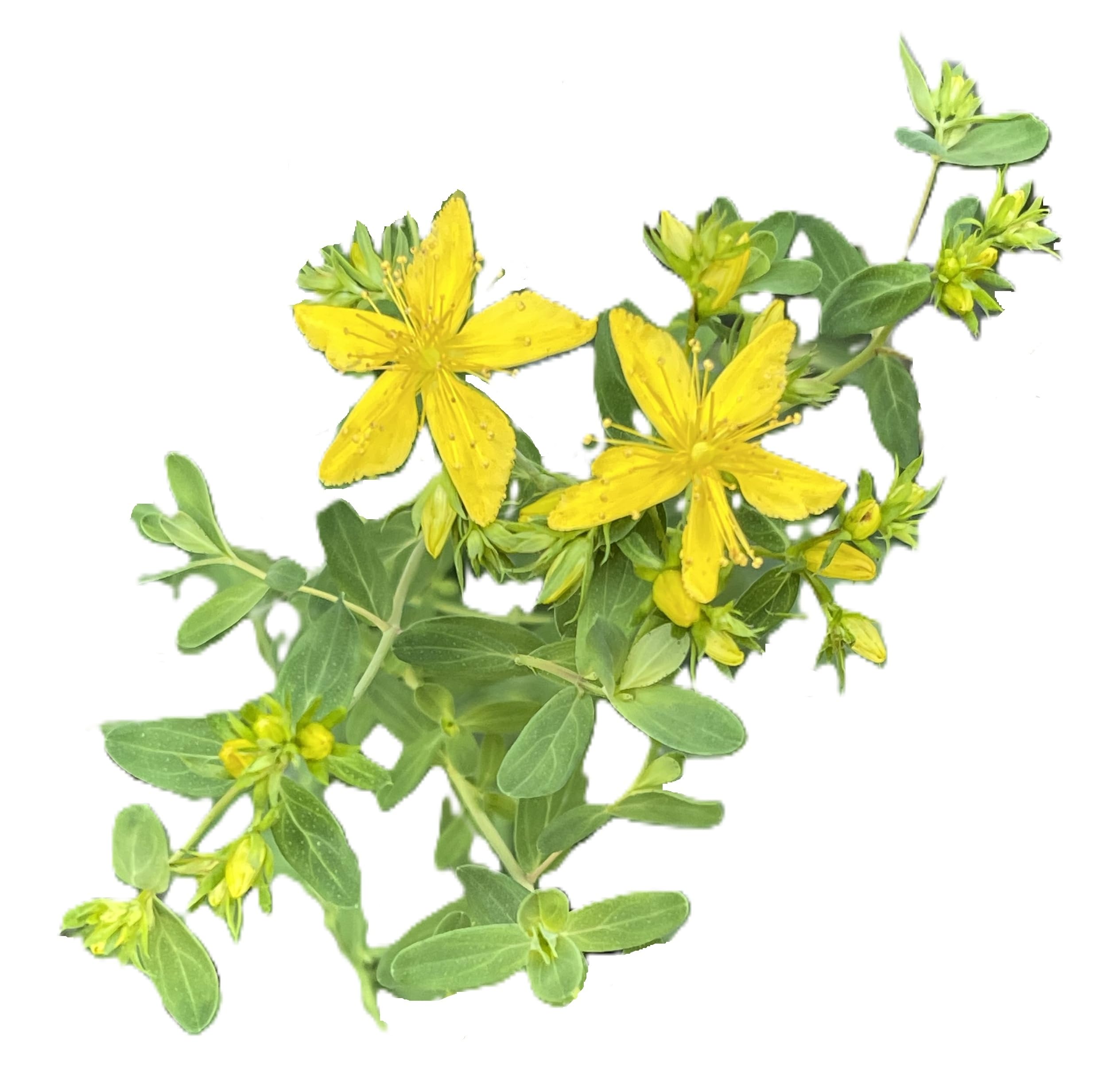 St. John’s Wort 200 Seeds - 2
