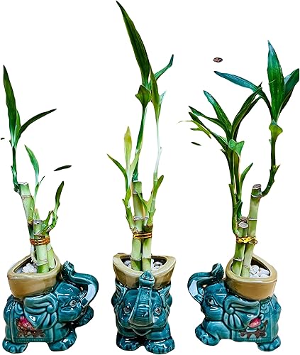 Bambú de la suerte en jarrón de elefante de cerámica, 3 tallos de 6 pulgadas y 6 pulgadas y 8 pulgadas