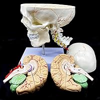 Vista 3 de Cráneo humano con cerebro y vértebra cervical Modelo anatómico Anatomía de tamaño real para estudio de aula de ciencias Modelo de enseñanza