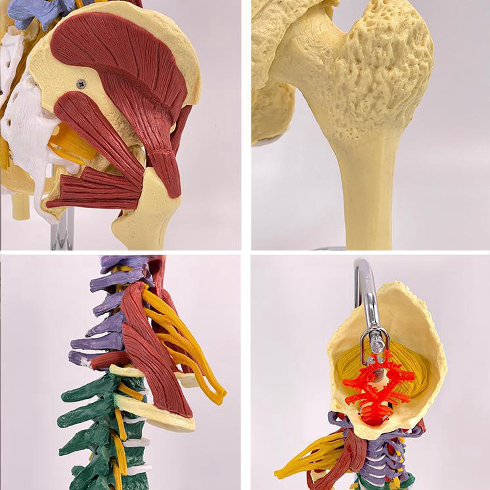 Modelo De Columna Vertebral Humana: Réplica Anatómica A Escala 1:1 con Ligamentos Neuromusculares Y Soporte, Vértebras Lumbares, Torácicas Y Cervicales Desmontables para