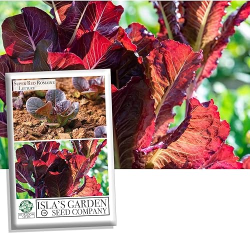 Semillas de lechuga romana súper roja (Lactuca sativa) – Más de 1,000 semillas de reliquia sin OMG de Isla's Garden Seeds, hojas rojas vibrantes,