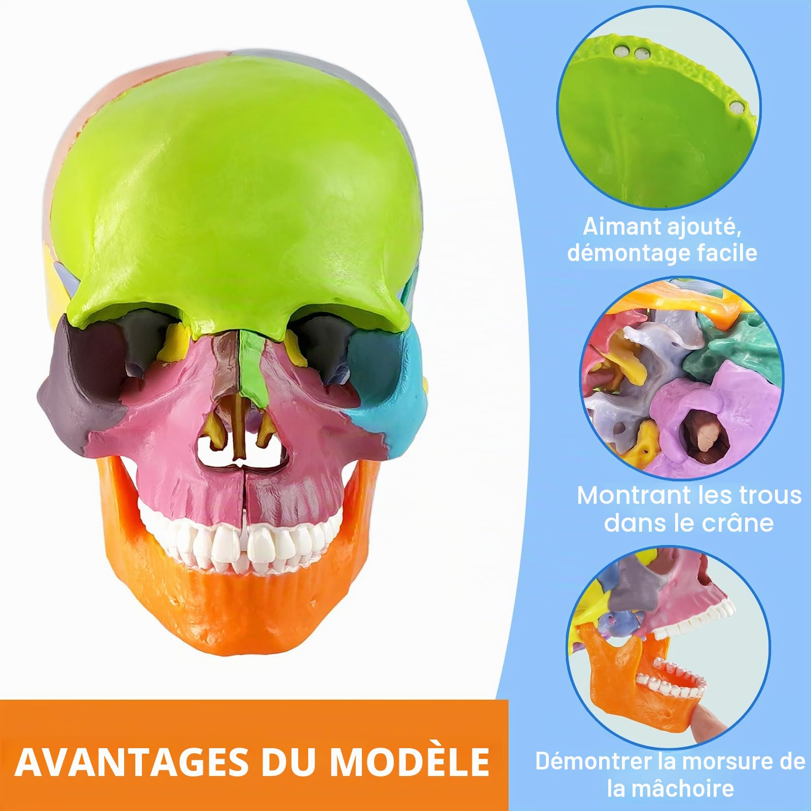 EVOTECH SCIENTIFIC Modèle de crâne miniature humain, petit crâne avec cerveau, tête humaine avec cerveau pour apprendre, affichage éducatif