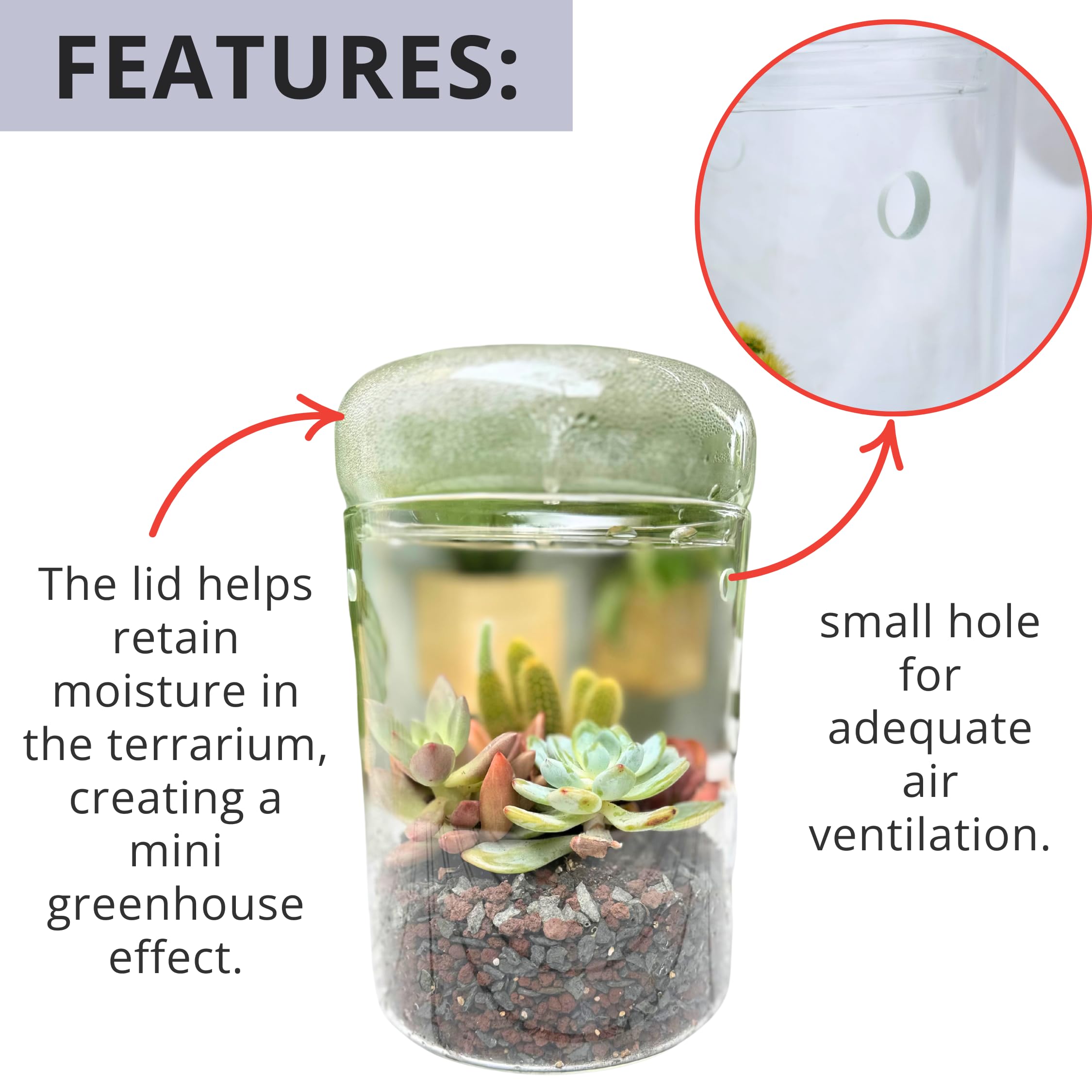 LaLaGreen - Maceta de cristal para terrario (6 x 9 pulgadas), luces de crecimiento suculentas para plantas de interior, soporte para plantas de aire, pequeño reptil, cactus, mini helecho, jardín,