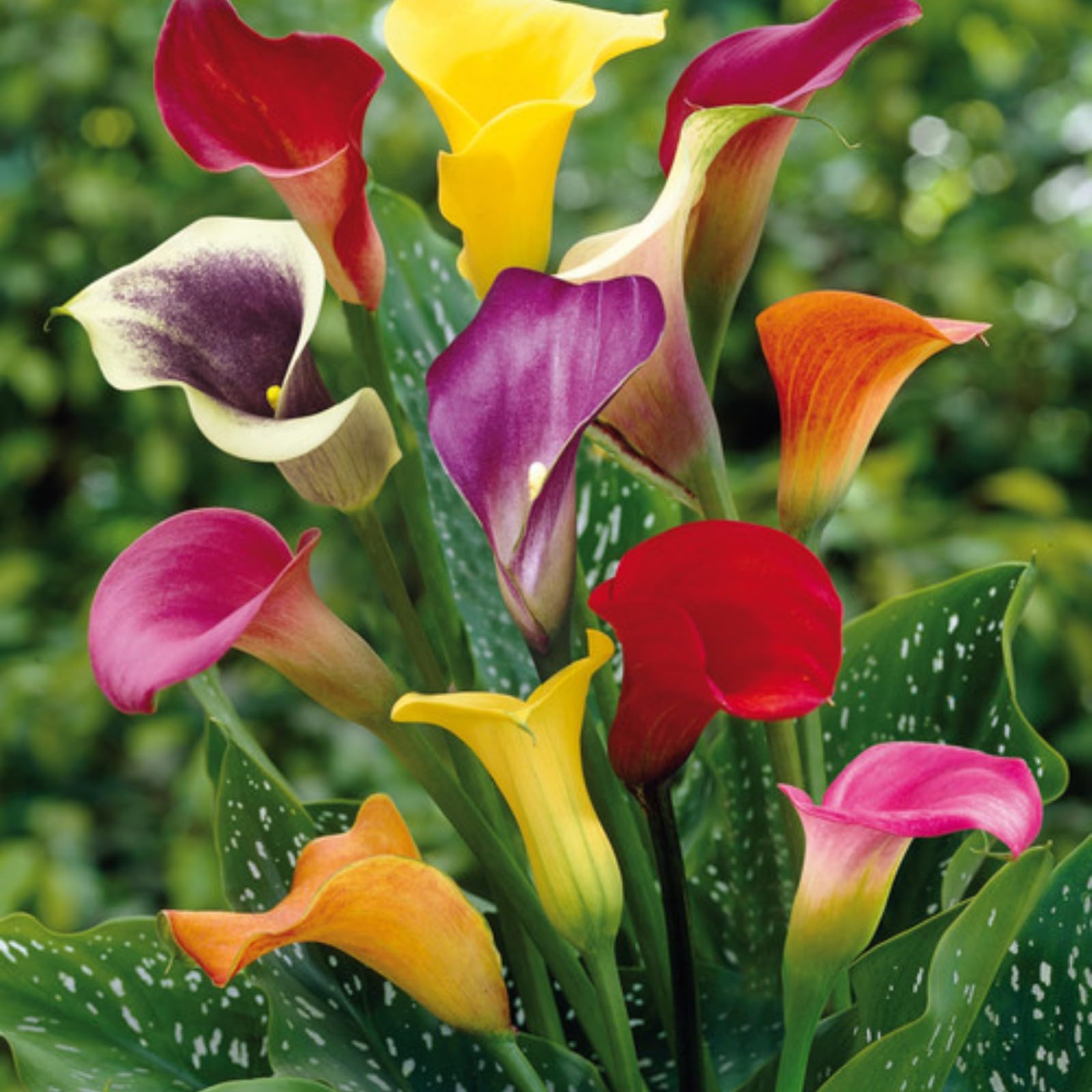 Excellent Calla Lily Bulbs for Planting Now UK Ornamental Perennial Easy Plant Cold-Resistant Display Greening Flower Natural Organic Good for Containers-10bulbs-E โ image 1