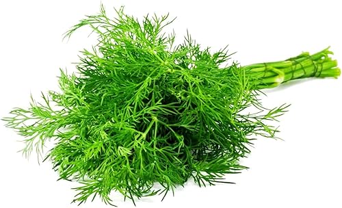 Miniatura 4 de Semillas de eneldo para plantar jardín de hierbas 500+ semillas