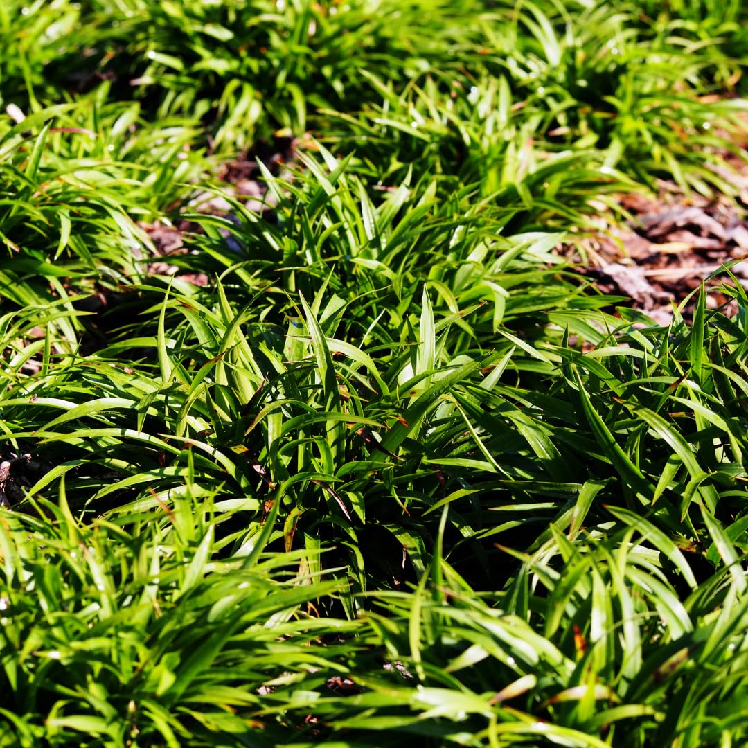 Luzula Sylvatica Sempreverde, per Giardini Ombreggiati, Verde, Set da 24