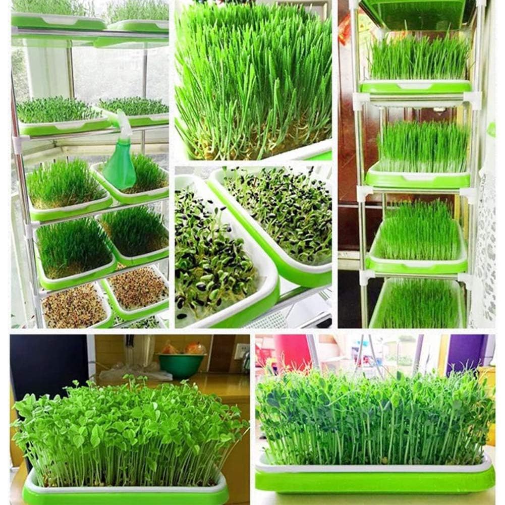 6 Plateaux de Germination 34×25 cm, Germoir pour graines à germer, 24 Feuilles incluses, Micro pousses avec Drainage Fin Anti-moisissure, pour Luzerne blé Radis et Haricots Mungo