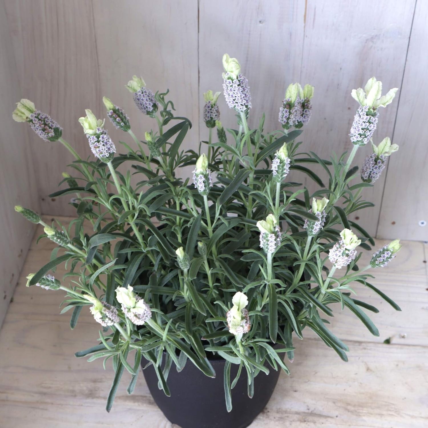 オンライン限定商品 ラベンダー メルロー 挿し木苗 R4 斑入りシルバーリーフ 白く涼しげ 植物 観葉植物 Getvolt Dk