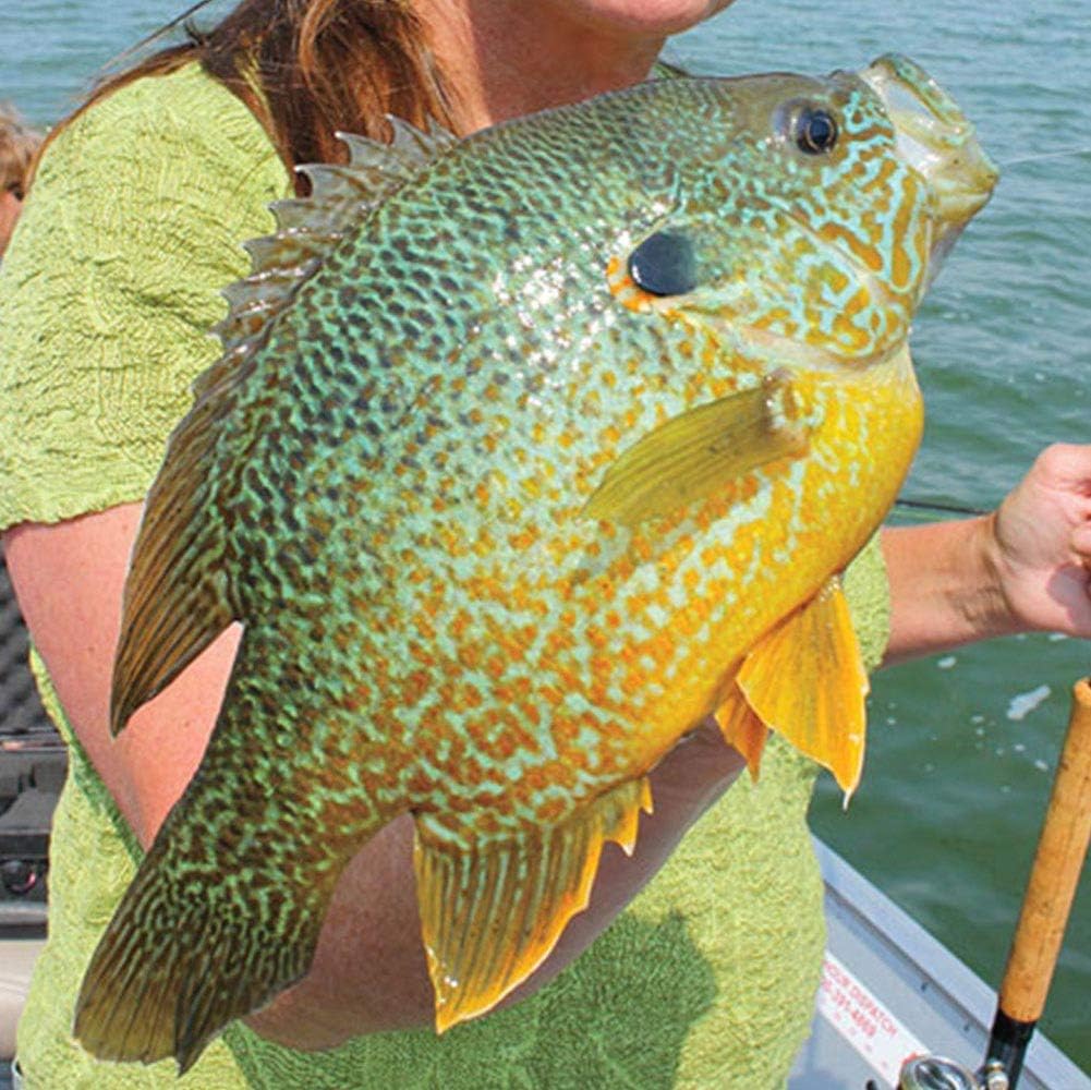 YZD Silverside Minnow Crappie Jig 12pcs