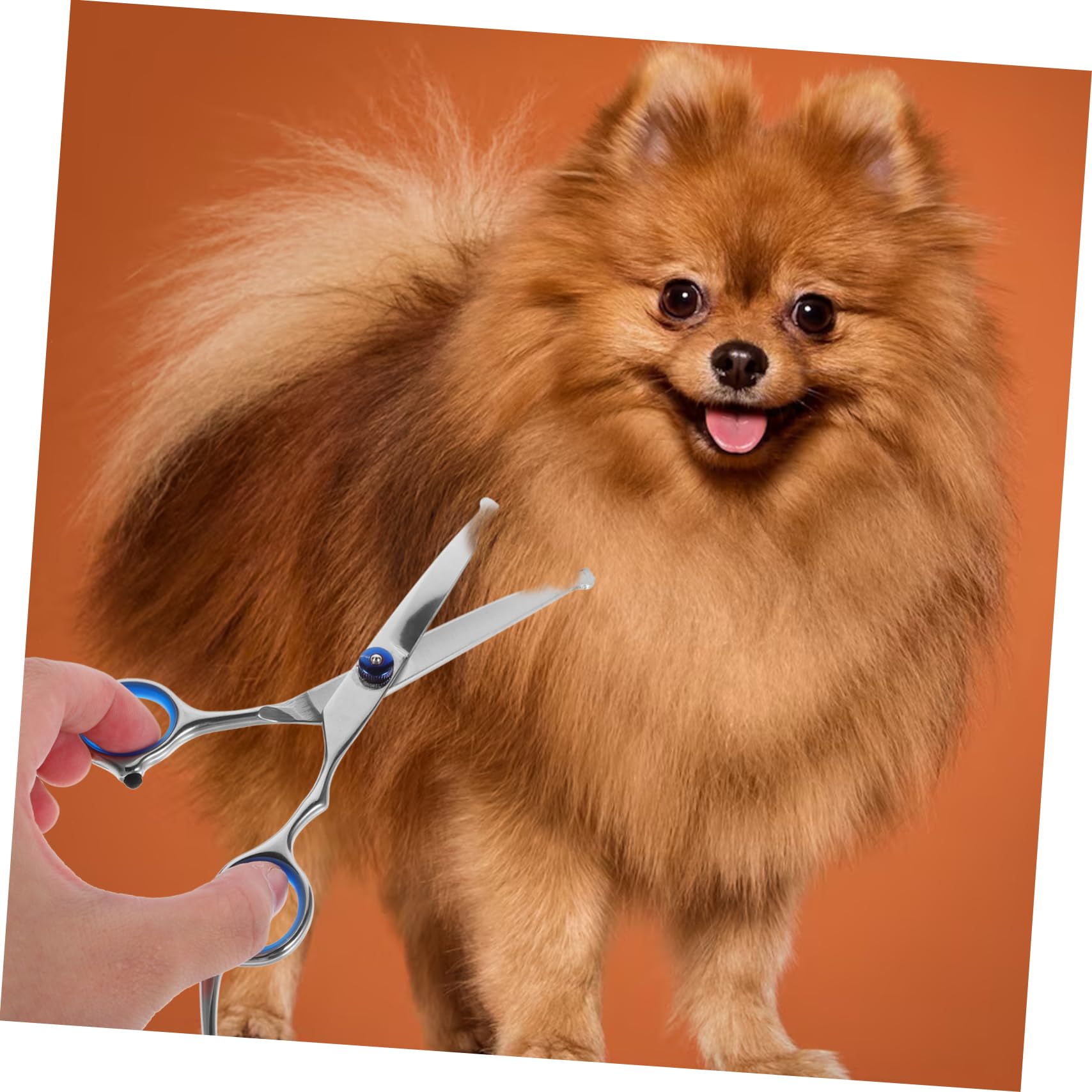 Sosoport 2pezzi Forbici Per Toelettatura Animali Con Testa Rotonda Forbici Professionali Per Del Pelo Di Cani e Gatti Ergonomiche Inossidabile Per Uso Domestico e Negozio Di Animali Argento