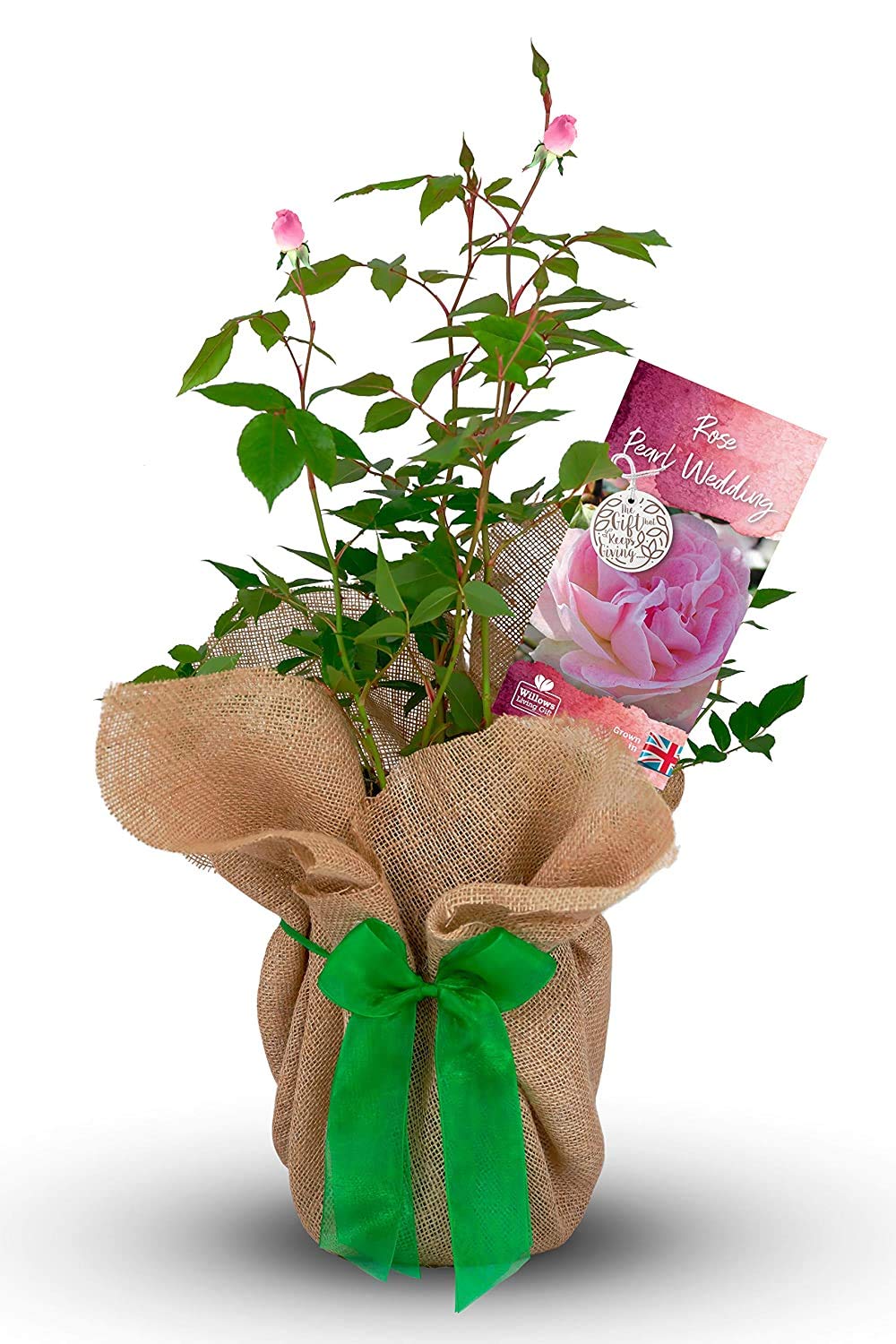 Carbeth Plants Pearl 30th Anniversary Rose Gift Wrapped in 3L Pot - Pink Hybrid Tea Rose Bush - Perfect for Gifting & Special Occasions