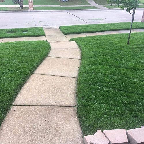 Miniatura 5 de Outsidepride Midnight Kentucky Bluegrass Cool Season - Césped texturizado fino suave y suave mezcla de semillas de césped - 5 libras