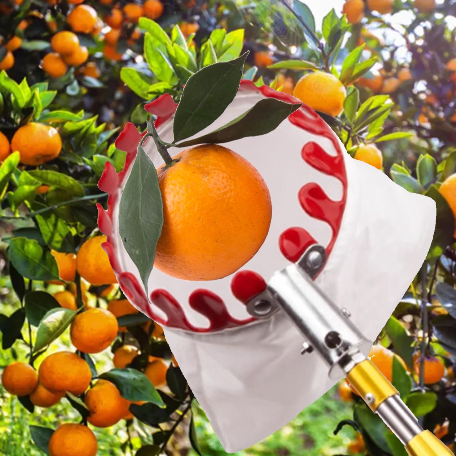 raccoglifrutta, Asta for la Raccolta della Frutta con Asta Regolabile, raccoglitrice di agrumi in Acciaio Inossidabile for pere, Limoni, Arance, Albicocche(2.1m)