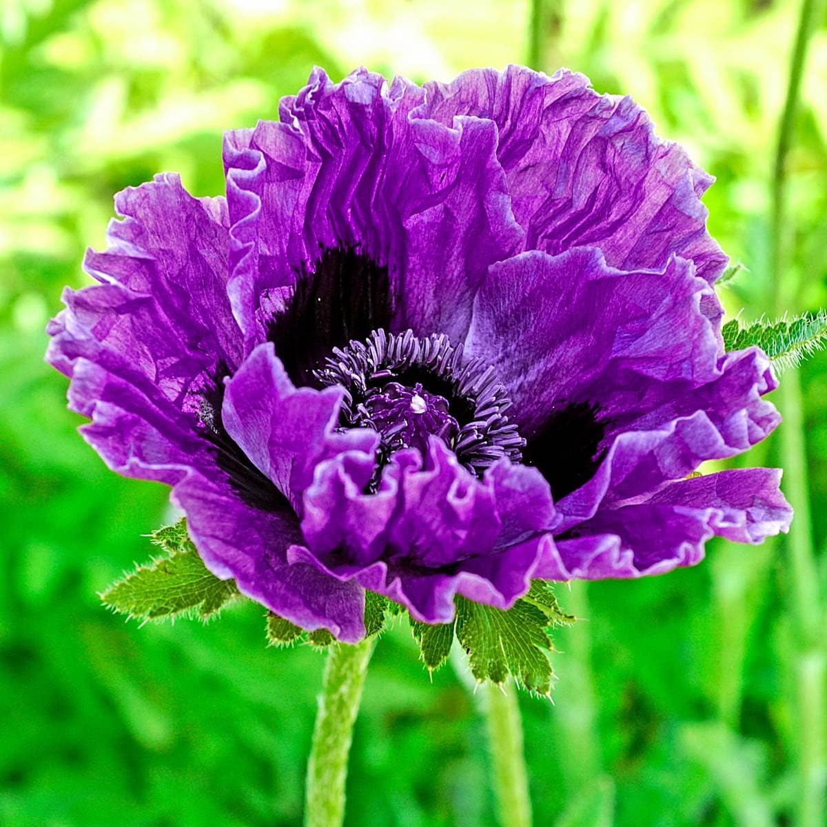 Central Park Papaver Oriental Dormant Bare Root Perennial Plants, 3-Pack