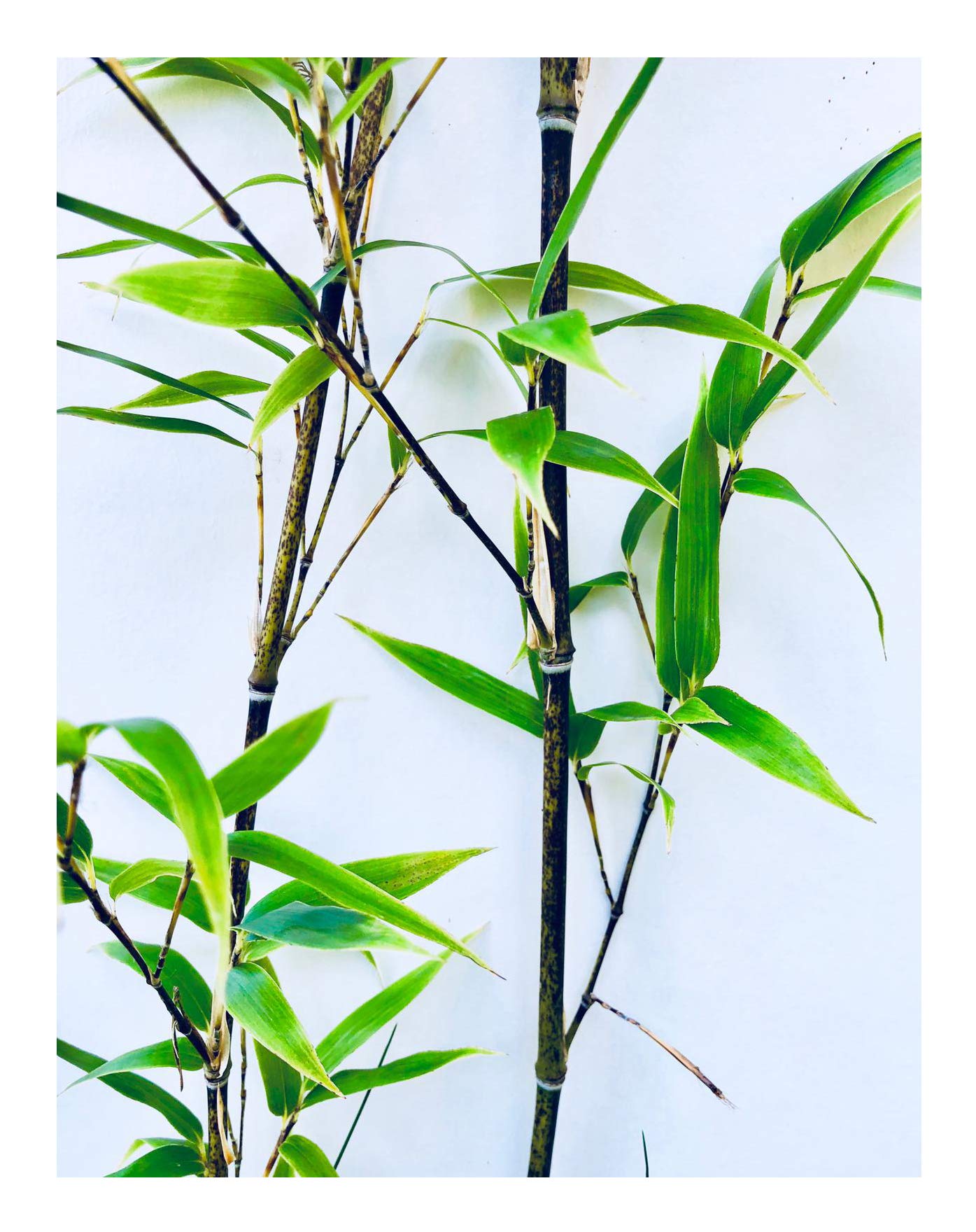 Chocolate with Bamboo Fargesia gaolinensis 15 Seeds (Winter Hard to -25  Crad without Block) : Amazon.de: Garden