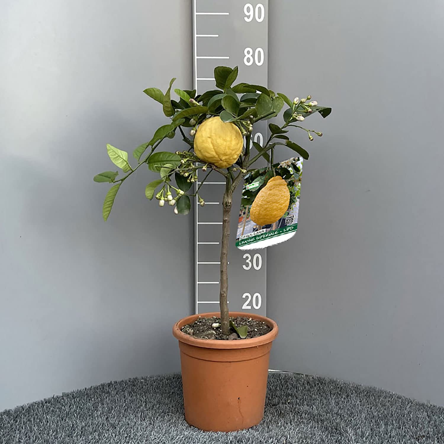 SAVINI VIVAI Pianta di Limone Albero Agrumi Limone Imperiale o Lipo in Vaso da 20 cm Altezza 70 cm 2-3 Anni di innesto Made Italy