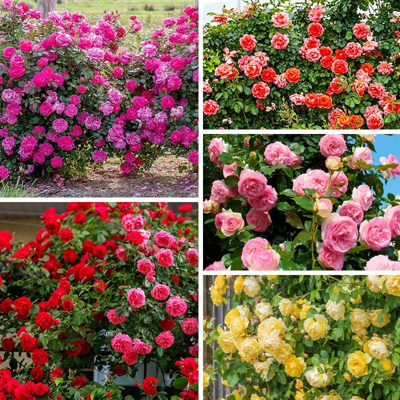 Flores