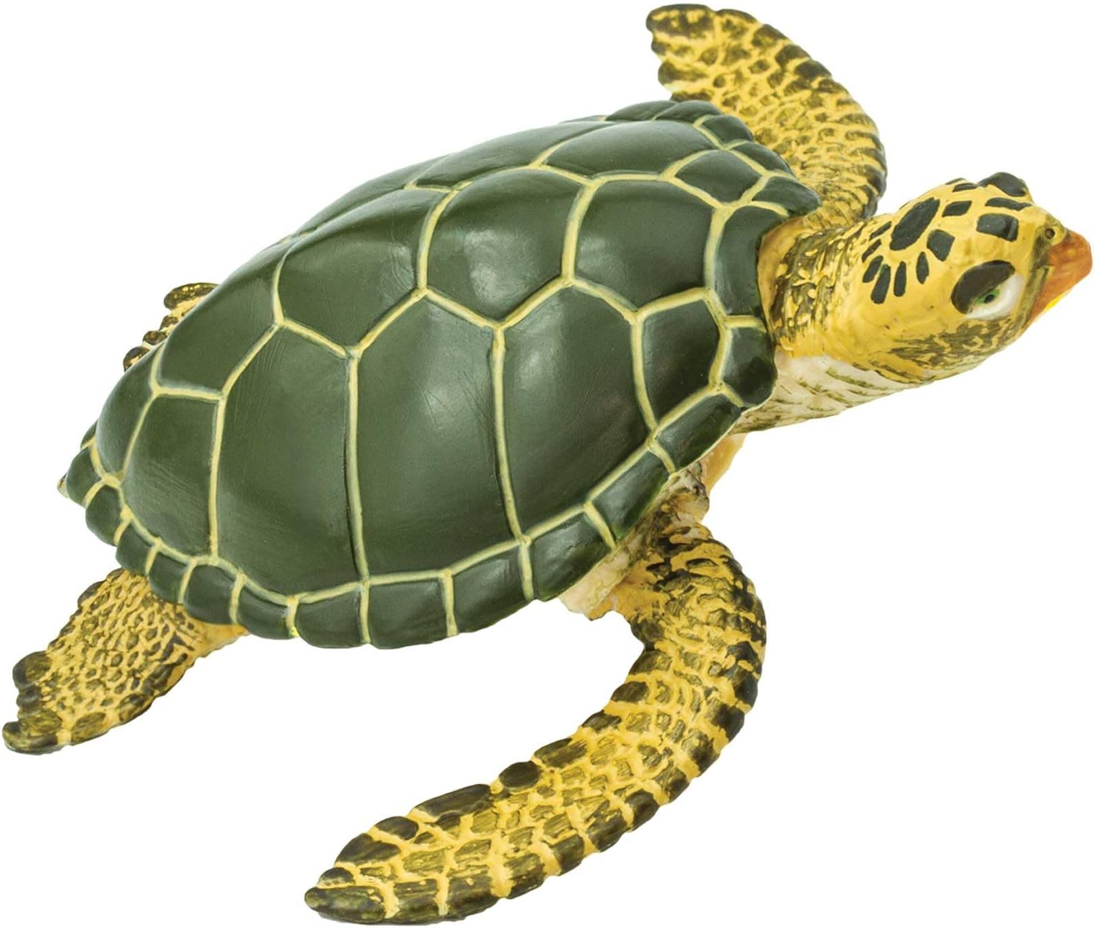Green Sea Turtle