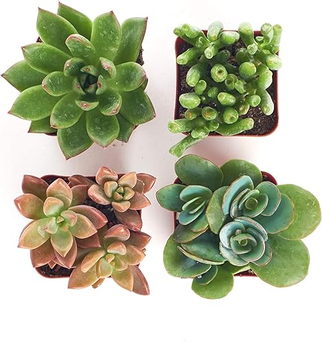 Miniatura 10 de Shop Succulents  Colección surtida  Surtido variado de plantas suculentas reales de interior totalmente arraigadas paquete de 20 unidades B variadas