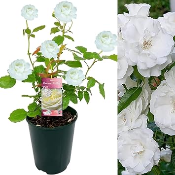 Carbeth Plants Diamond Wedding Anniversary Rose Gift Wrapped in 3L Pot - Pure White 60th Anniversary Rose - Perfect for Loved Ones & Special Occasions