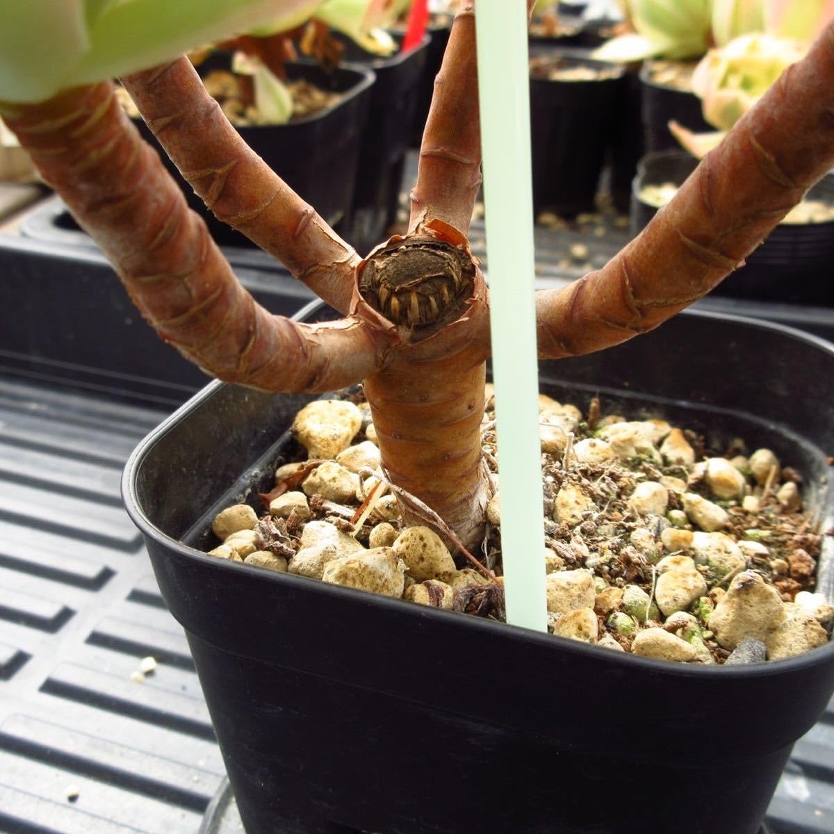 Amazon.co.jp: ！！多肉植物 ピンクウィッチ 4頭特大 アエオニウム
