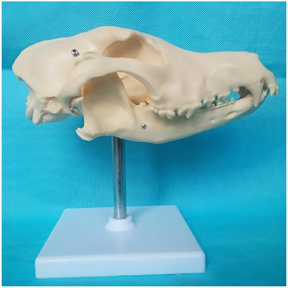 Canine Dog Skull Model Medical Anatomical Canine Skeleton Model