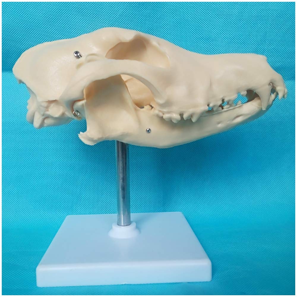 Sjdopulse Canine Dog Skull Model - Animal Skull Head Model - Dog Natural Bone Anatomical Model - Medical Anatomical Canine Skeleton Model - For Veterinary Medical Teaching Model