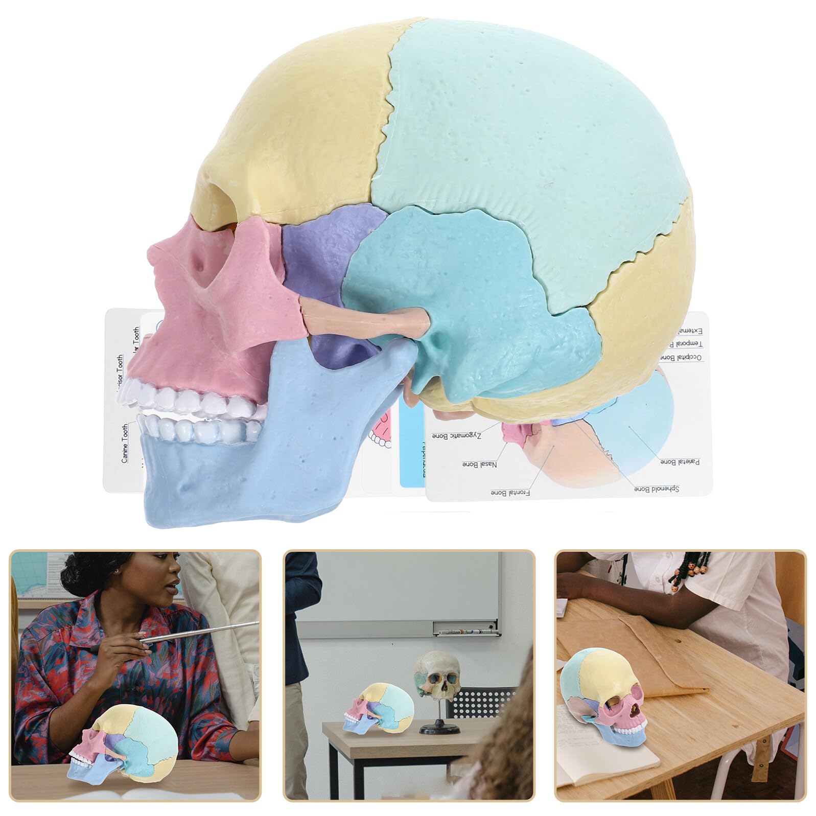 Modelo de Anatomía del Cráneo Desmontable 4d de Plástico para Estudiantes
