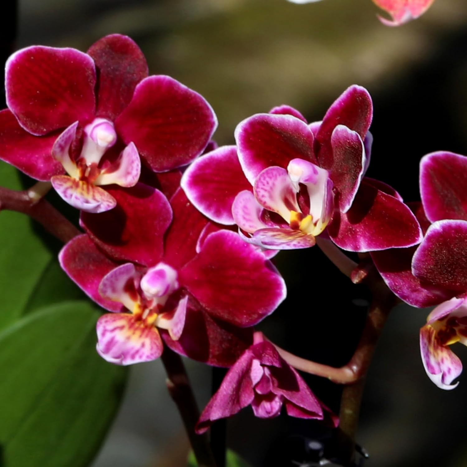Green Circle Growers 4" Dark Purple Orchid Duo in Purple Pot with Love You Mom Pick, Live Indoor Plants, House Plant