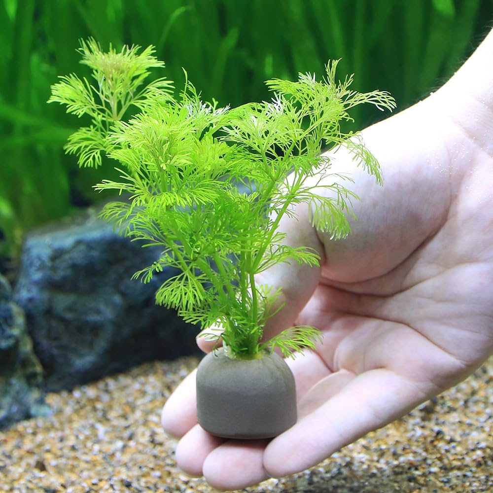 Amazon.co.jp: （水草）メダカ・金魚藻 ゼオライトリング