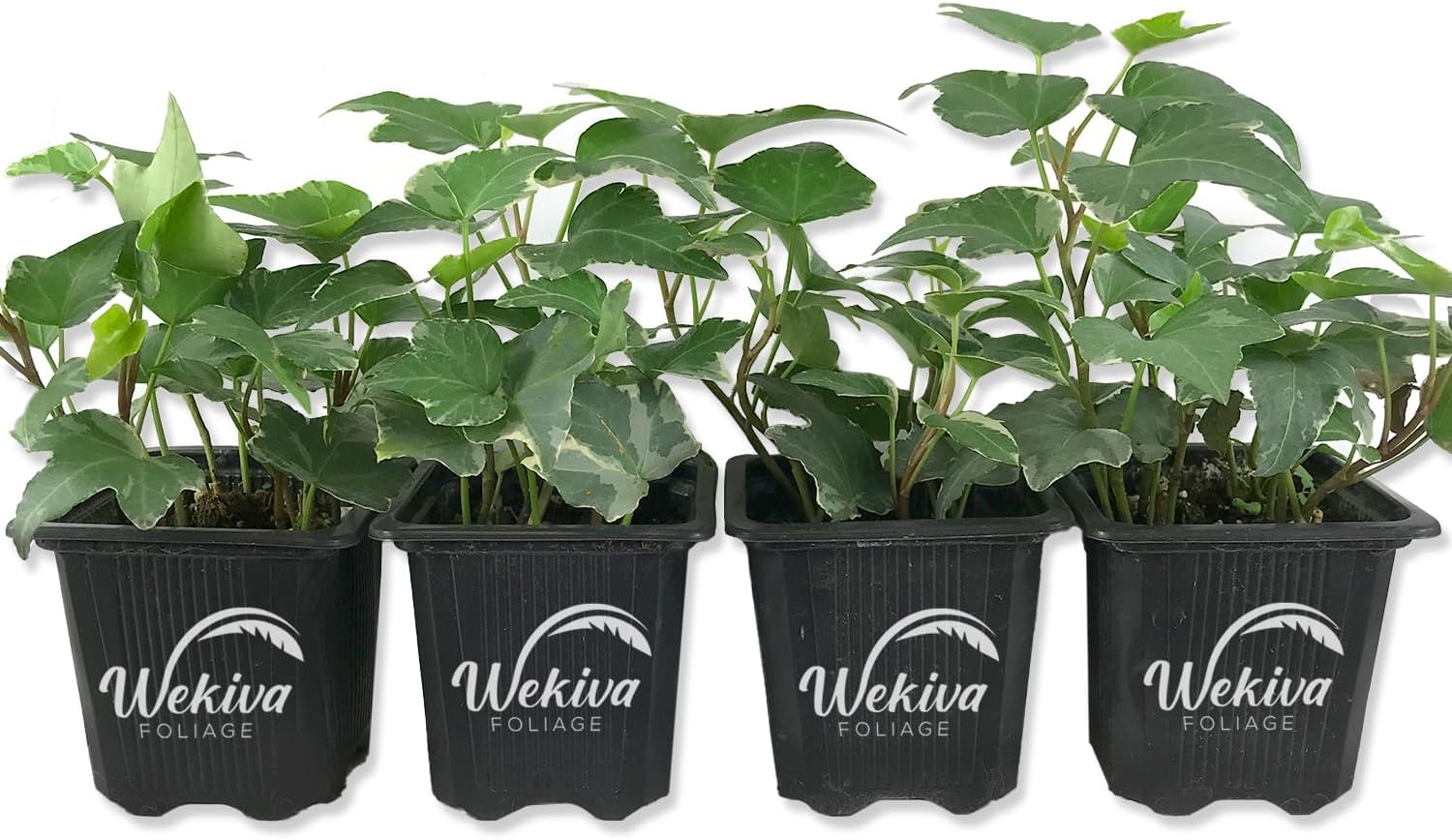 Variegated English Ivy - 4 Live Plants in 3 Inch Pots - Hedera Helix - Beautiful Easy Care Indoor Air Purifying Houseplant Vine