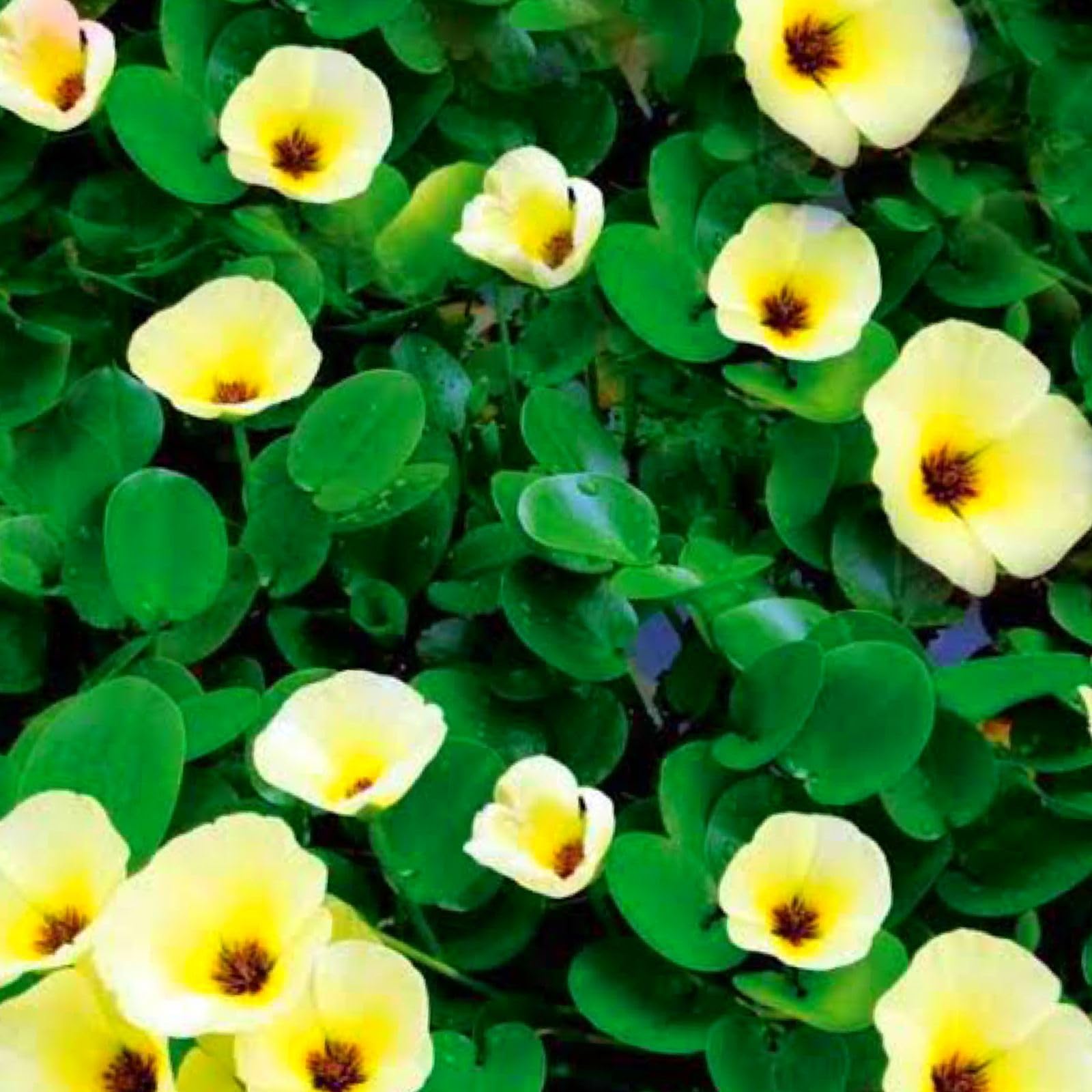 POPPY Plant- VENUS-ONLINE POPPY Plant; (Hydrocleys nymphoides);Rare water Yellow Poppy beautiful flower plant-2 live plant