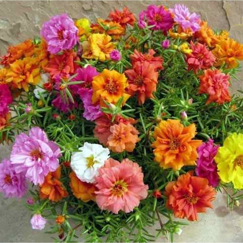 Seedscare Portuluca flower seeds pack, best for pots and landscaping 100 seeds pack, summer season (B071P2KZX8) Amazon Price History, Amazon Price Tracker