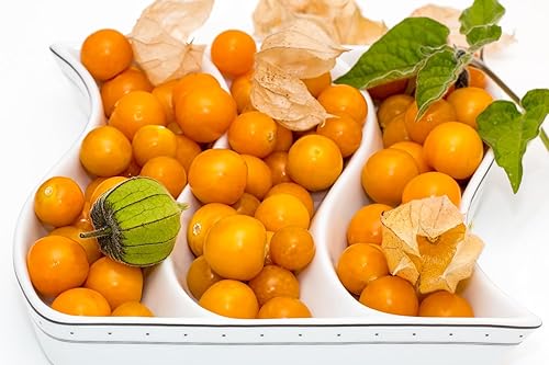 Miniatura 6 de Semillas de cereza molida (grosella espinosa del cabo, baya dorada) Naranja Physalis vegetal para plantar sin OMG