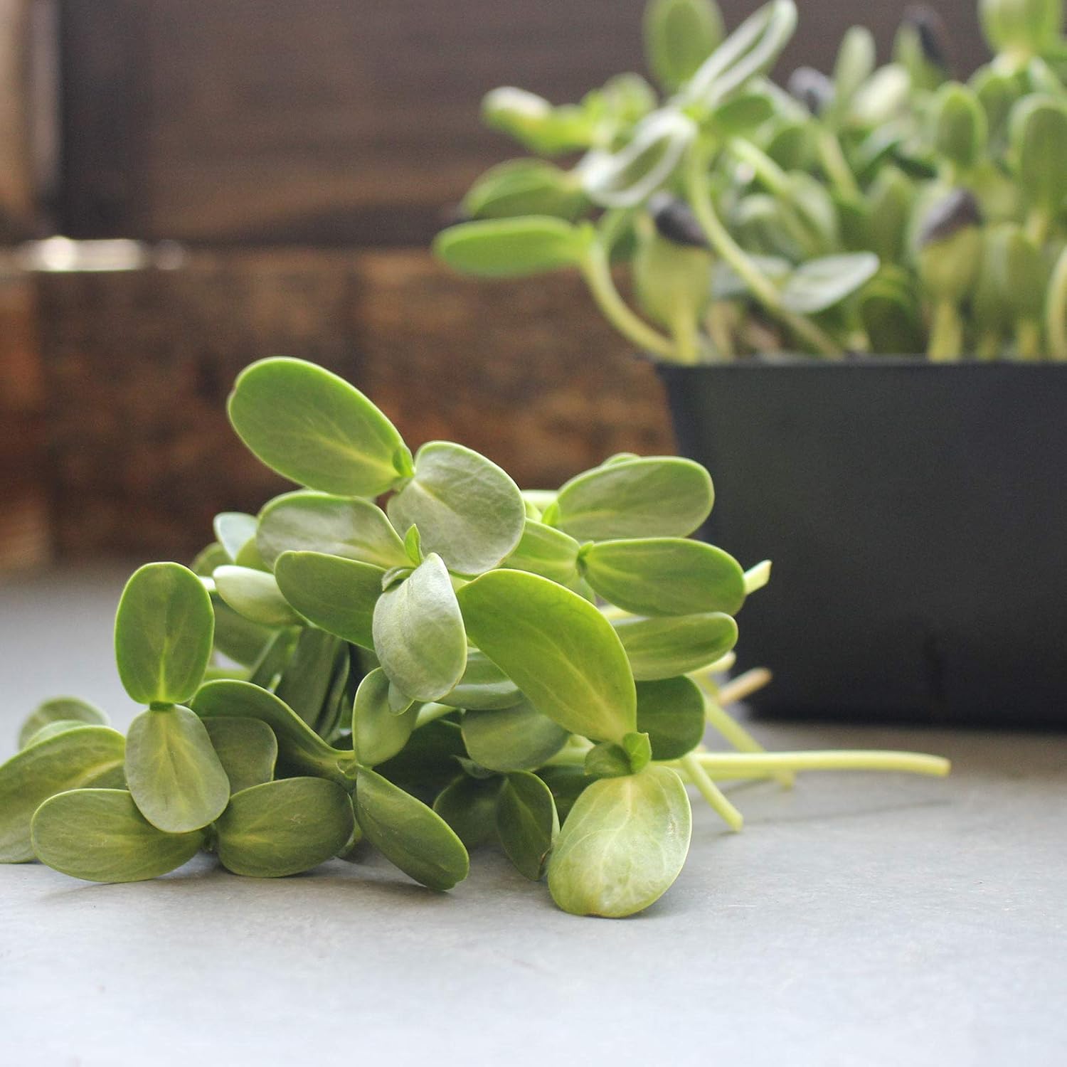 Whole Sunflower Sprouting Seeds: 5 Lb ~ 128,000 Seeds - Black Oil Sun Flower Seeds (Shell On): Microgreens, Sprouts, Flower Gardening - Sun Flower