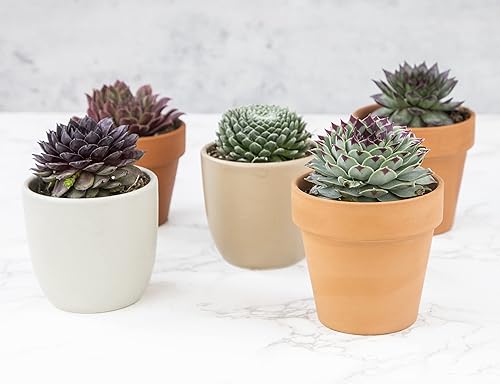 Miniatura 8 de Plantas suculentas | 20 suculentas Sempervivum | Enraizadas en macetas con tierra | Plantas de interior reales | Regalos o decoración de habitación