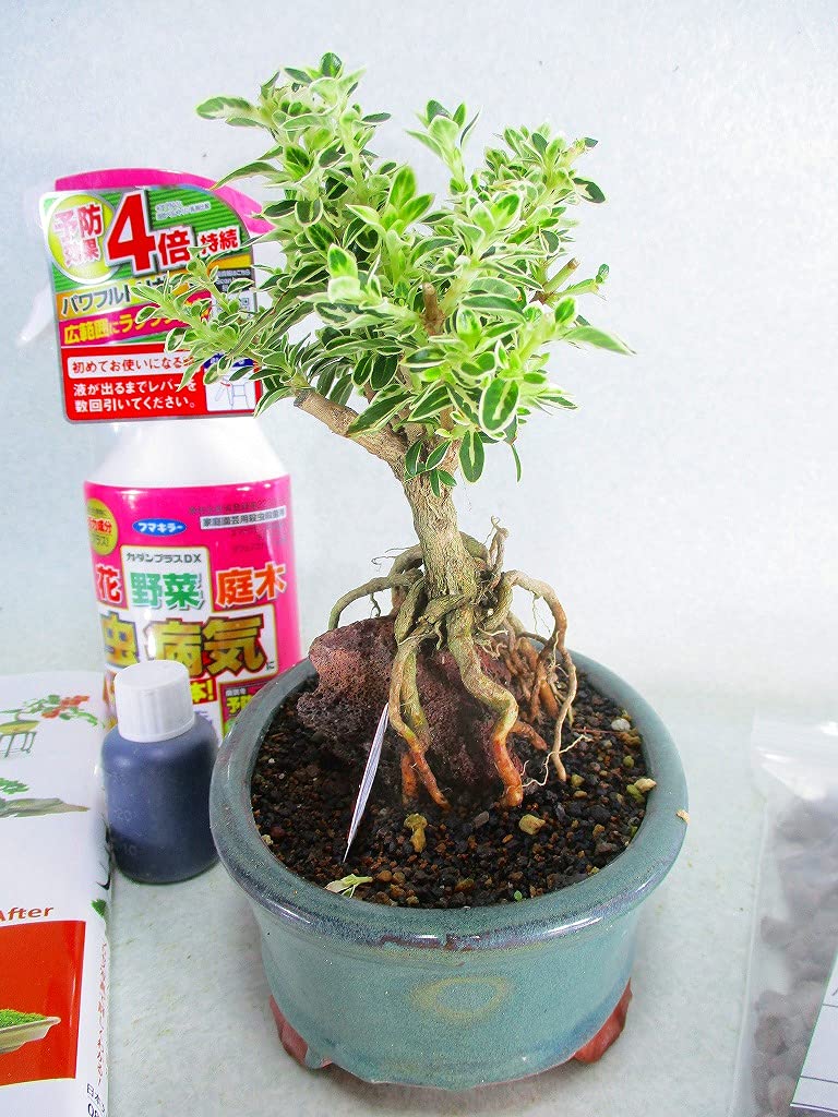 Amazon.co.jp: はじめての盆栽7点セット 盆栽 ＜斑入白鳥花(フイリ