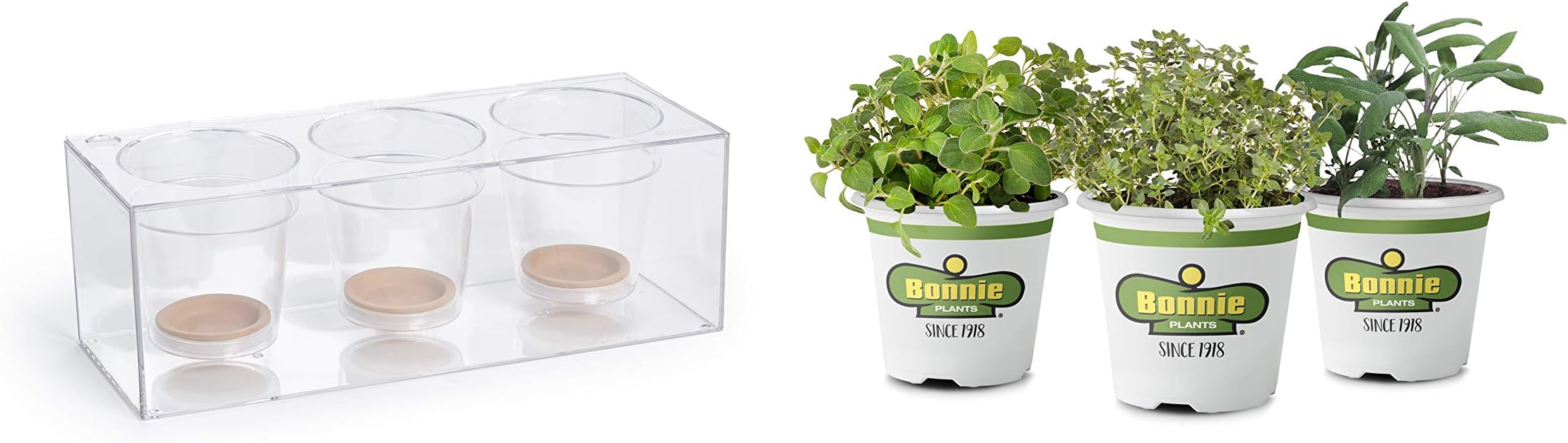 Bonnie Clear Planter Cooking Herb Garden Kitchen Indoor Self-Watering Pot