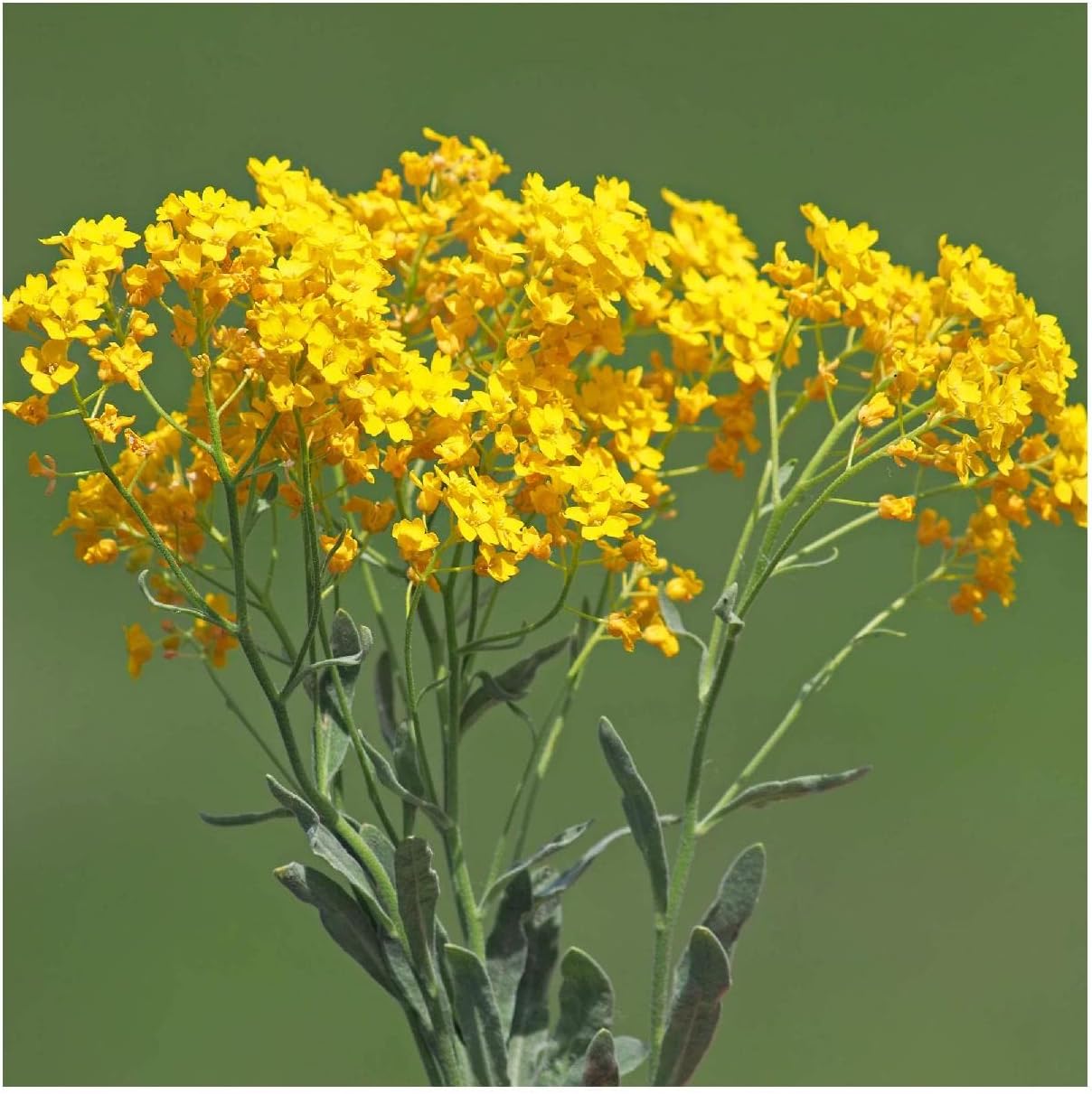 Everwilde Farms - 1/4 Lb Basket of Gold Wildflower Seeds - Gold Vault