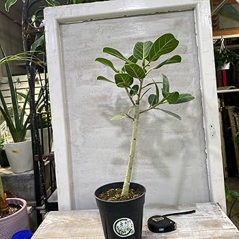 Amazon.co.jp: フィカス ベンガレンシス オードリー① 5号 鉢底から約