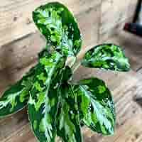 アグラオネマ ピクタム　Aglaonema pictum アグラオネマ ピクタム トリカラー「Aglaonema pictum tricolor