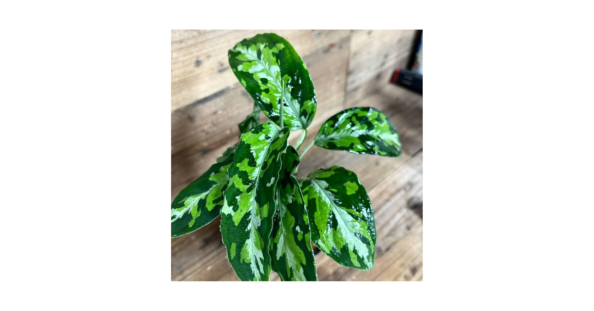 Amazon.co.jp: 1039 アグラオネマ ピクタム 増殖株 Aglaonema