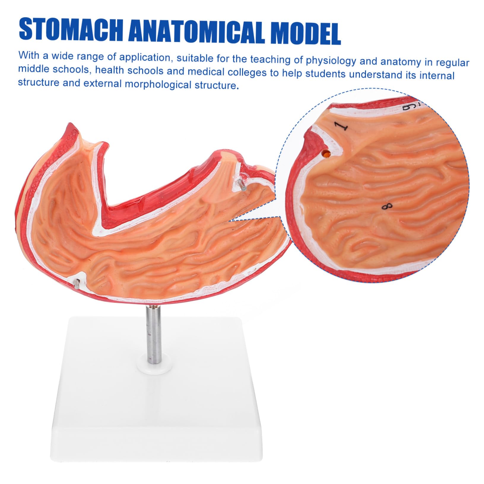 TOPBATHY 1pezzi Modello Anatomico dello Stomaco Umano Sussidio Didattico per Scienze Scolastiche Materiale Educativo Biologicog